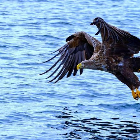 Eagle View Lofoten Bostad Buitenkant foto