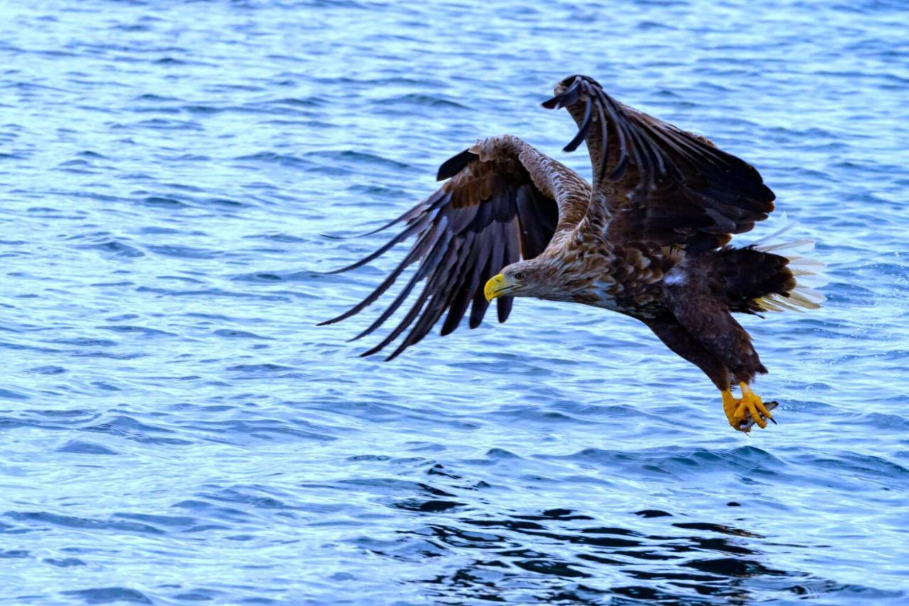 Eagle View Lofoten Bostad Buitenkant foto